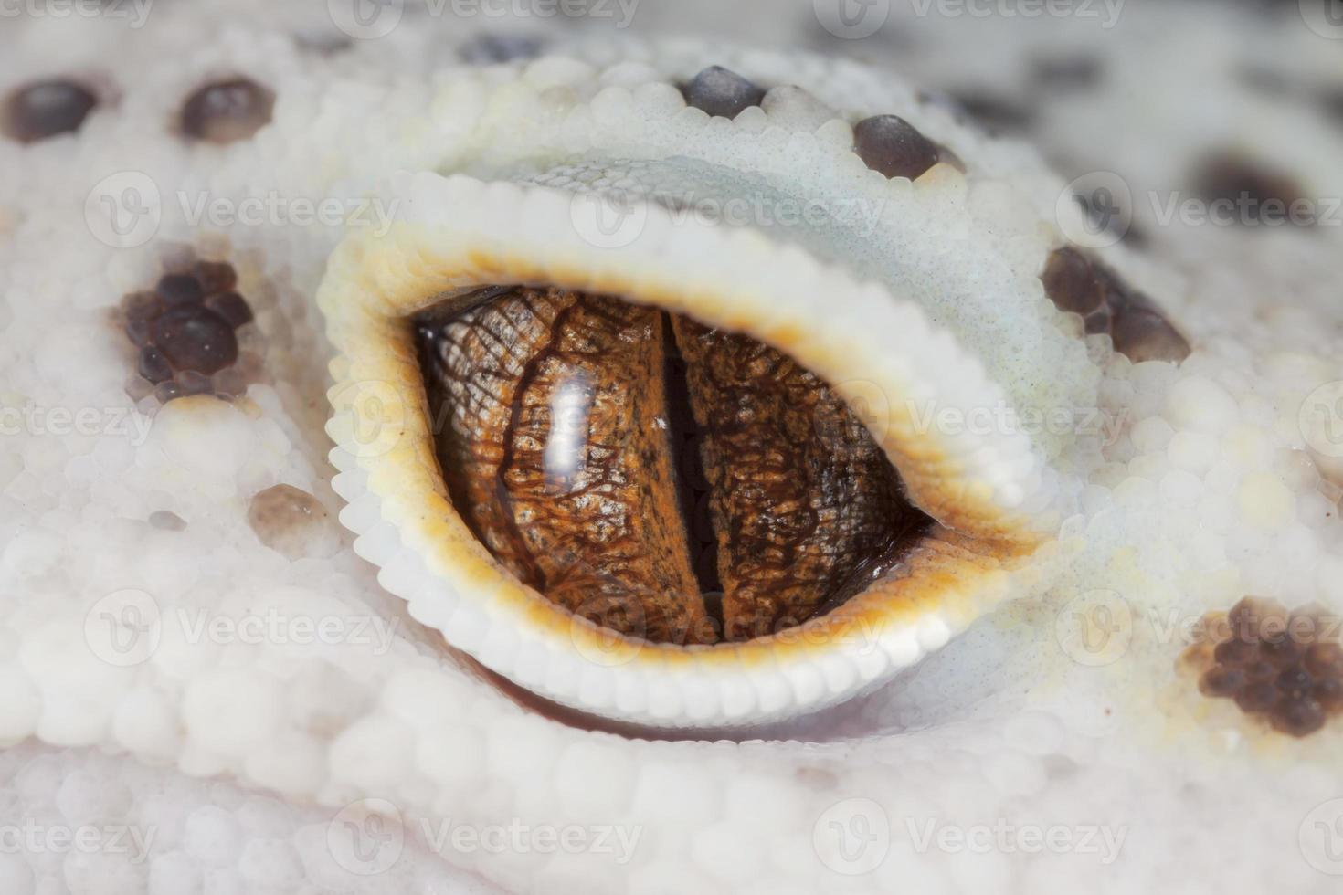 Gecko eye photo