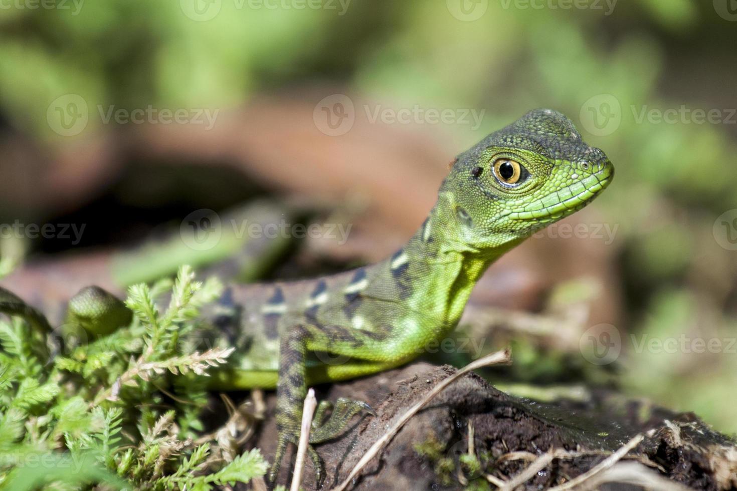 gecko verde foto