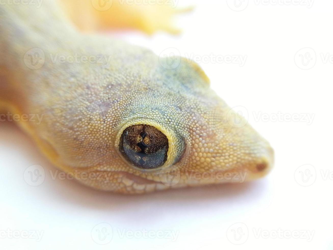 Lizard closeup photo