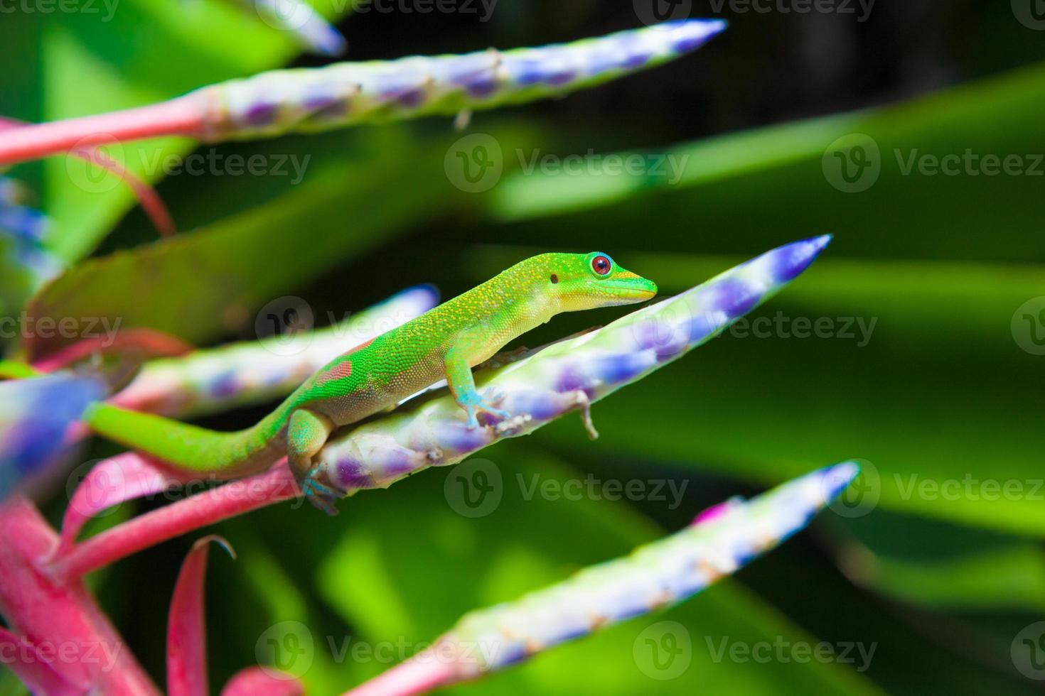 gecko colorido foto