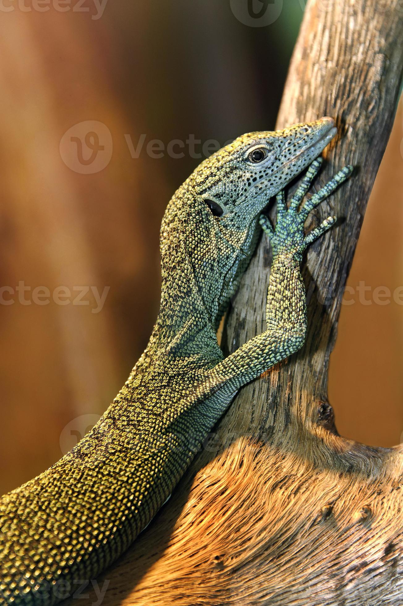 Baby Komodo Dragon Stock Photo At Vecteezy Baby Komodo Dragon Stock Photo At Vecteezy