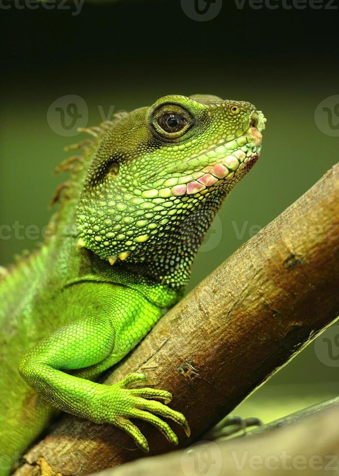 iguana verde foto