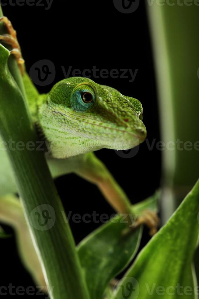 Anole lizard photo