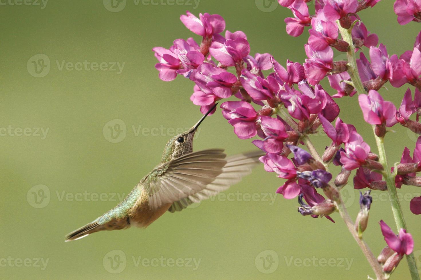 hembra de colibrí de cola ancha (selasphorus platycercus) foto