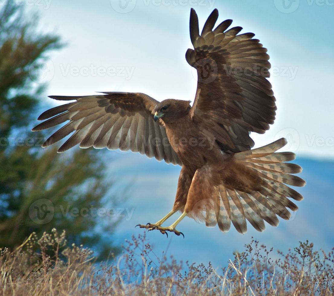 Hawk landing 703659 Stock Photo at Vecteezy