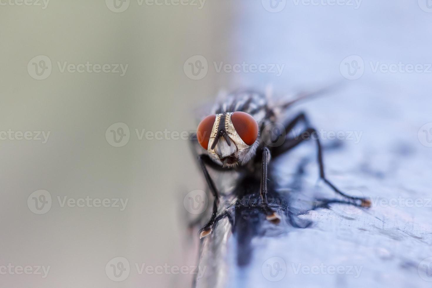 primer plano de una mosca foto