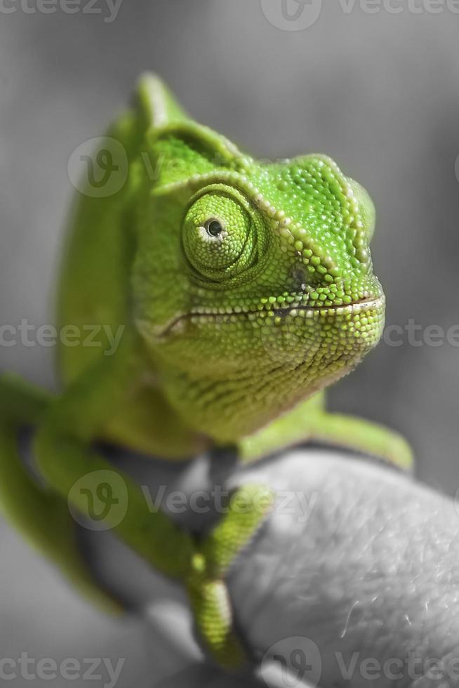Portrait of Chameleon photo