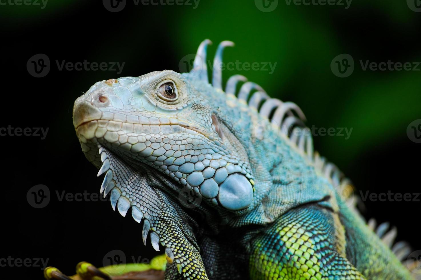 iguana foto