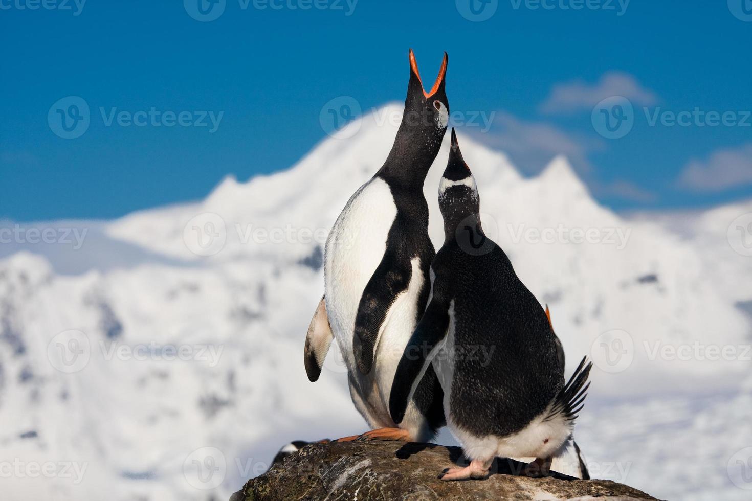 pingüinos cantando foto
