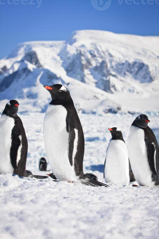 penguins in Antarctica photo