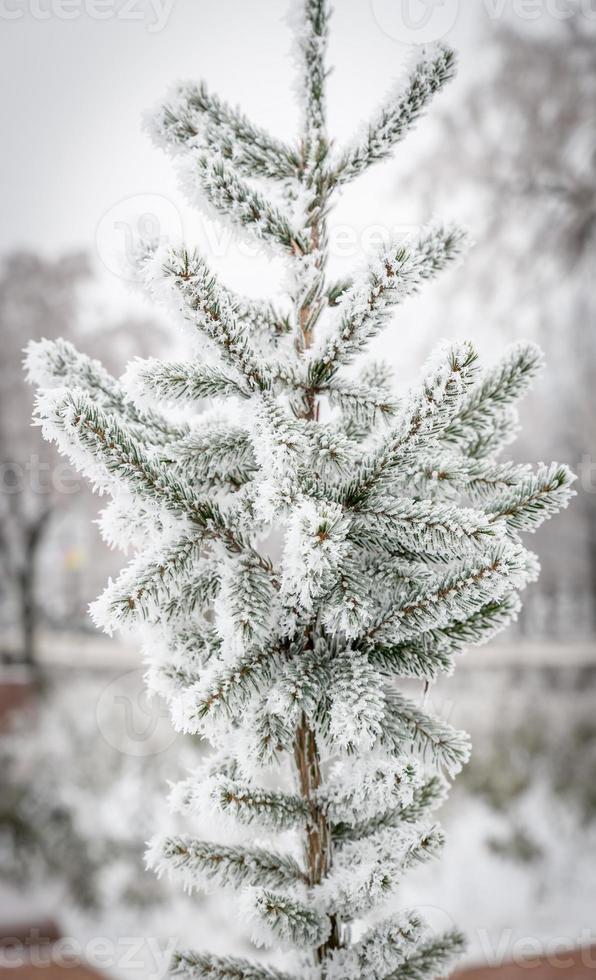 Frosted tree 704783 Stock Photo at Vecteezy