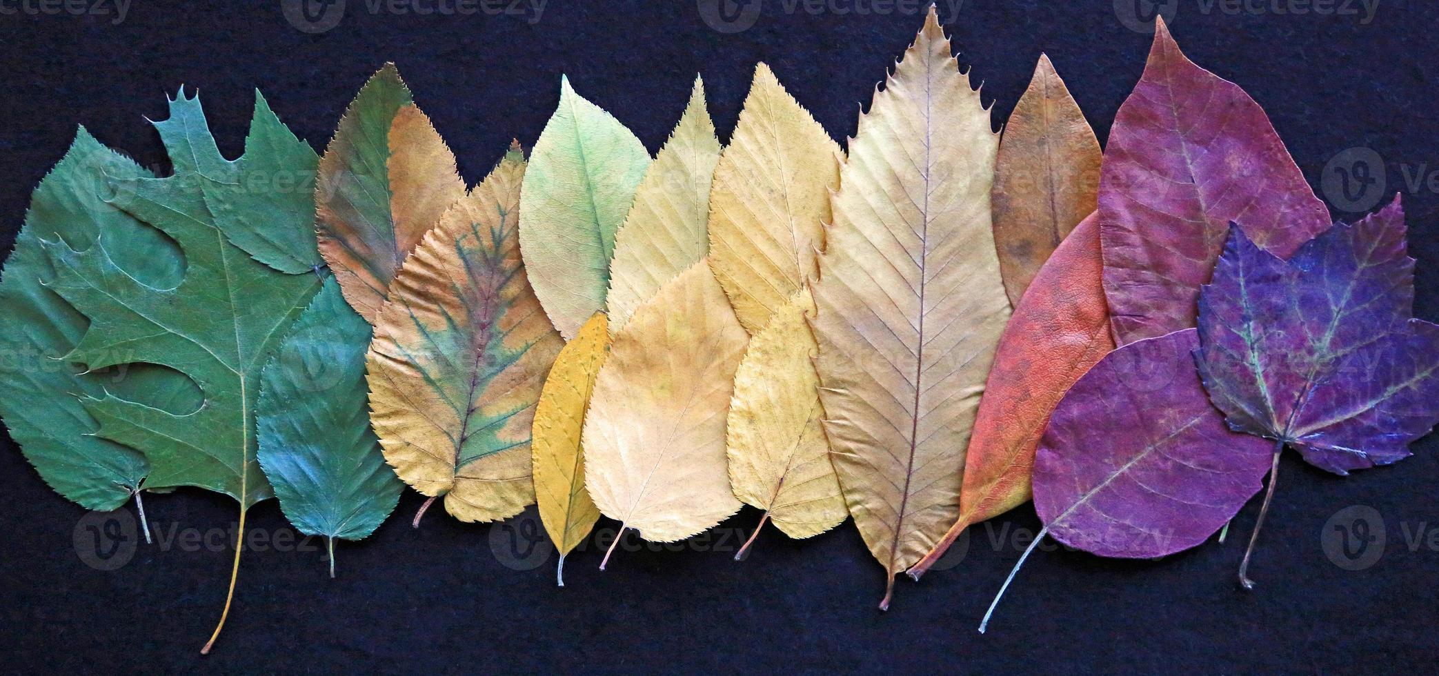 Row in colorful leaves photo