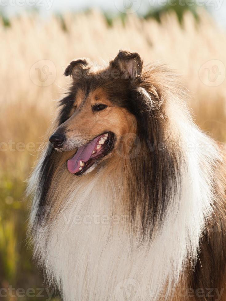 Portrait of purebred dog Rough Collie. photo