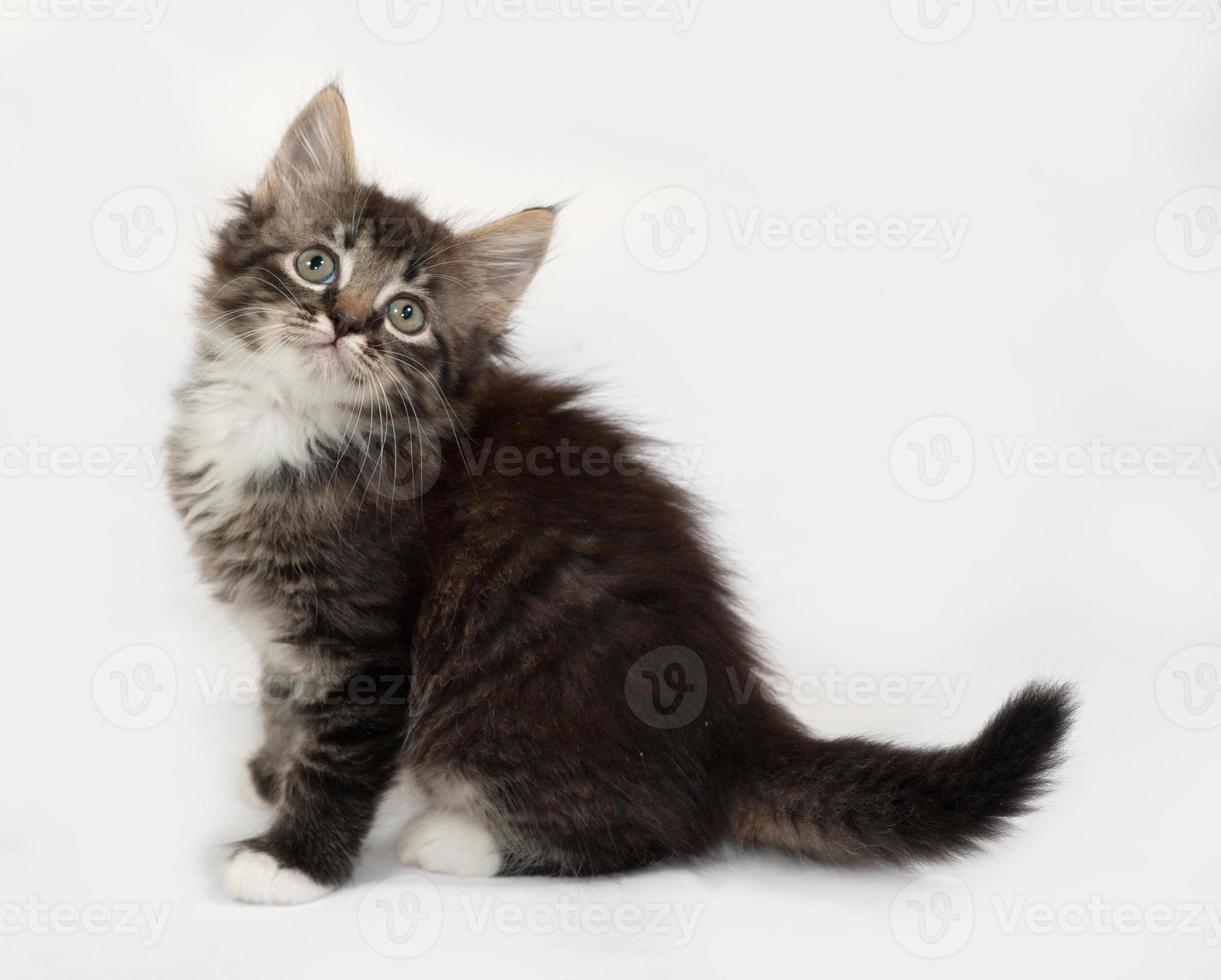 wallpapers Fluffy Grey And White Tabby Cat https www vecteezy com photo 705518 siberian fluffy tabby and white kitten sitting on gray
