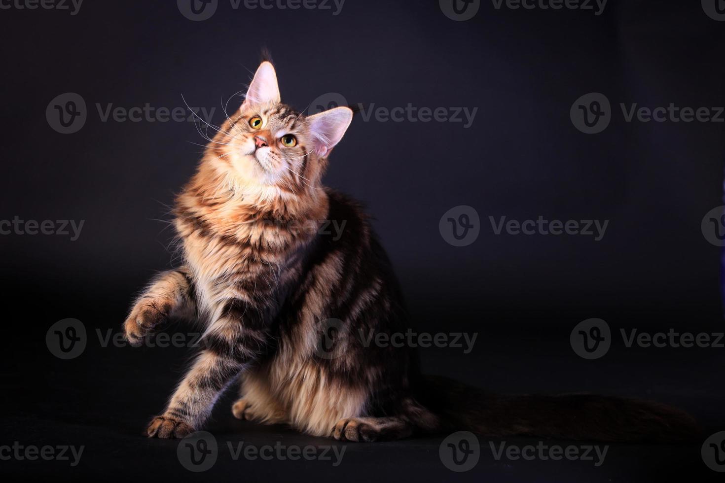 Brown Tabby Maine Coon on black photo