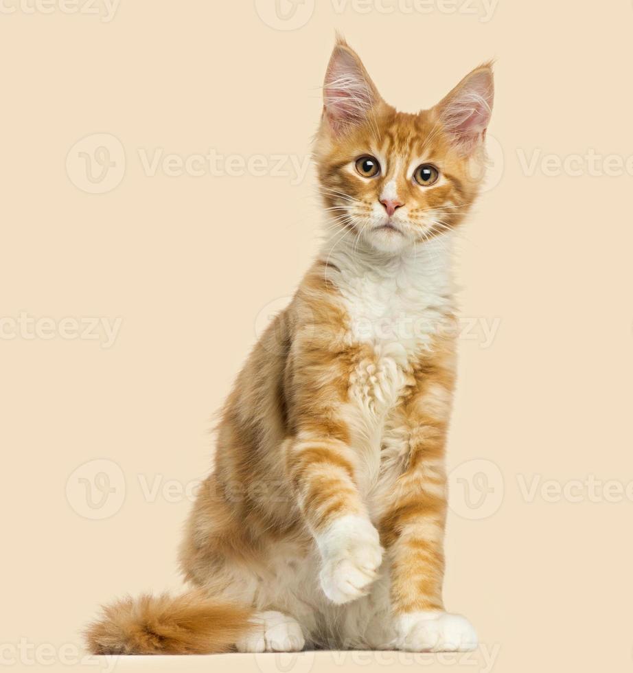 Maine Coon kitten, sitting, facing, 4 months old photo