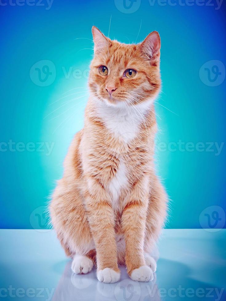 Portrait of a purebred cat photo