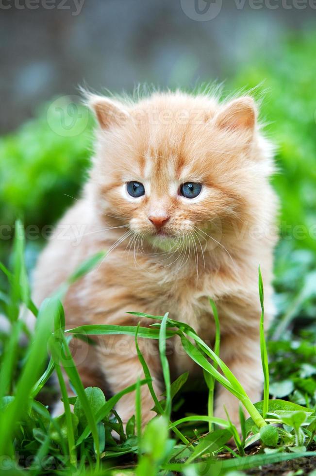 beautiful ginger kitten photo