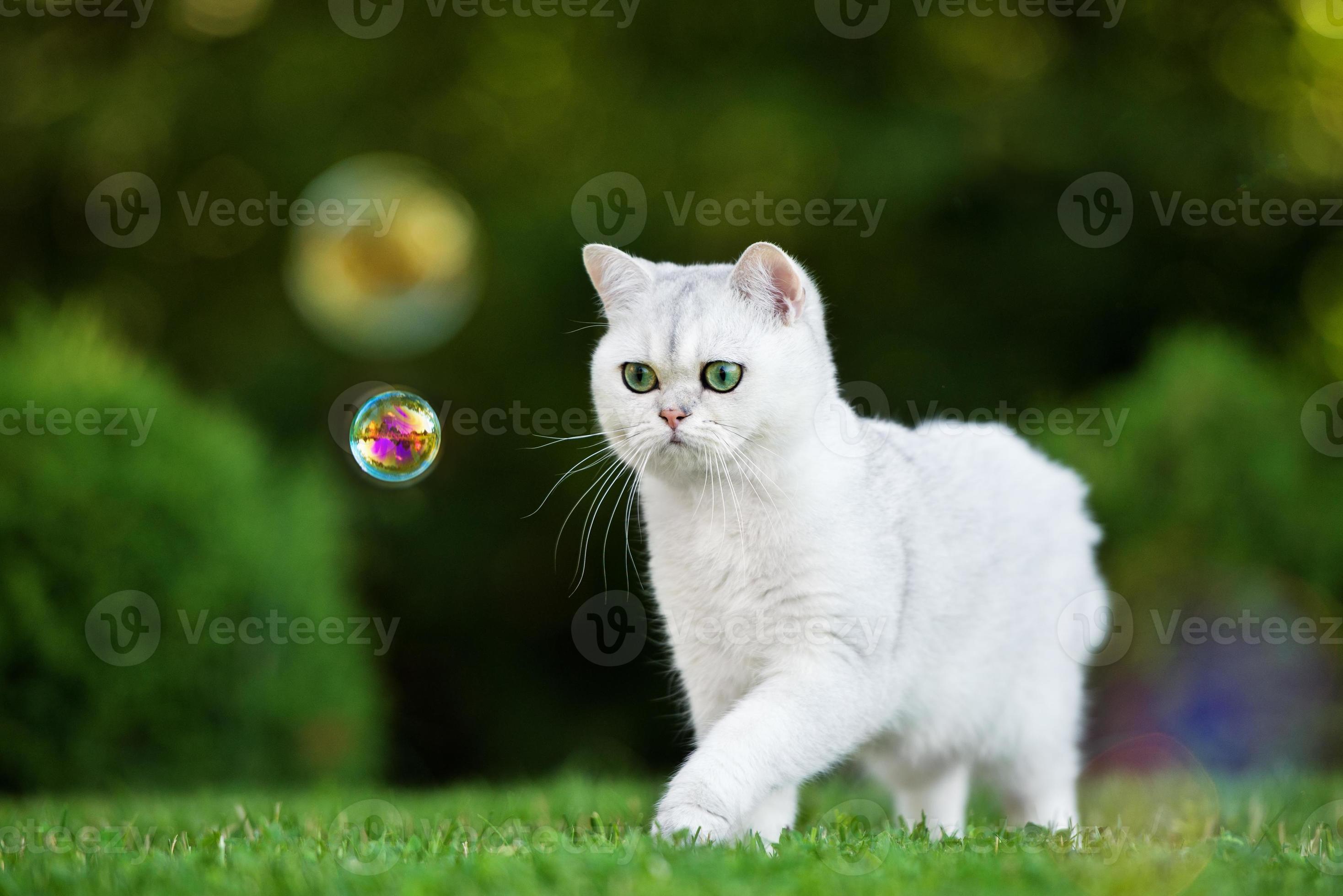 gato británico de pelo corto al aire libre foto