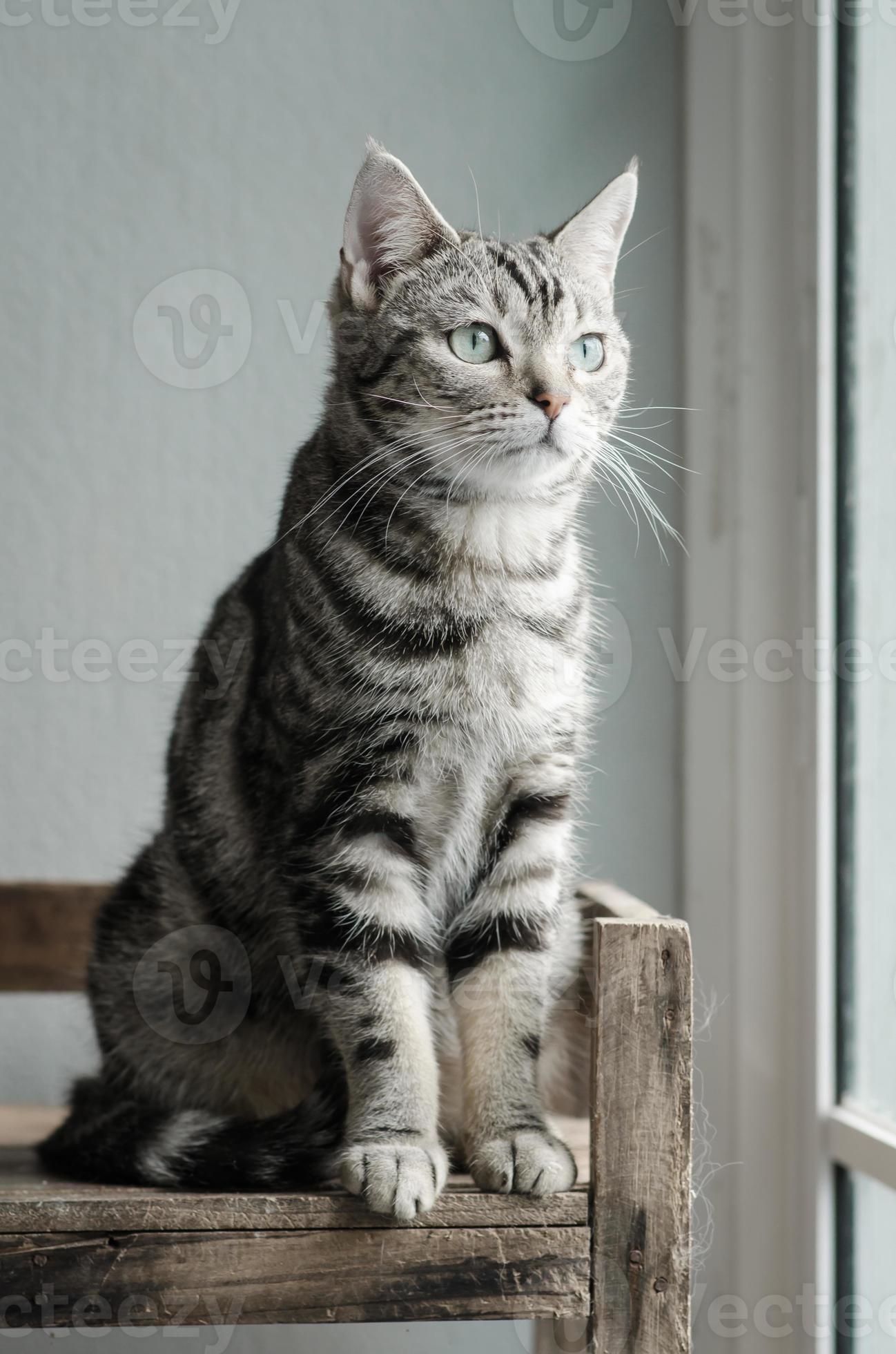Cute Tabby Cat Sitting And Looking Stock Photo At Vecteezy Cute Tabby Cat Sitting And Looking Stock Photo At Vecteezy