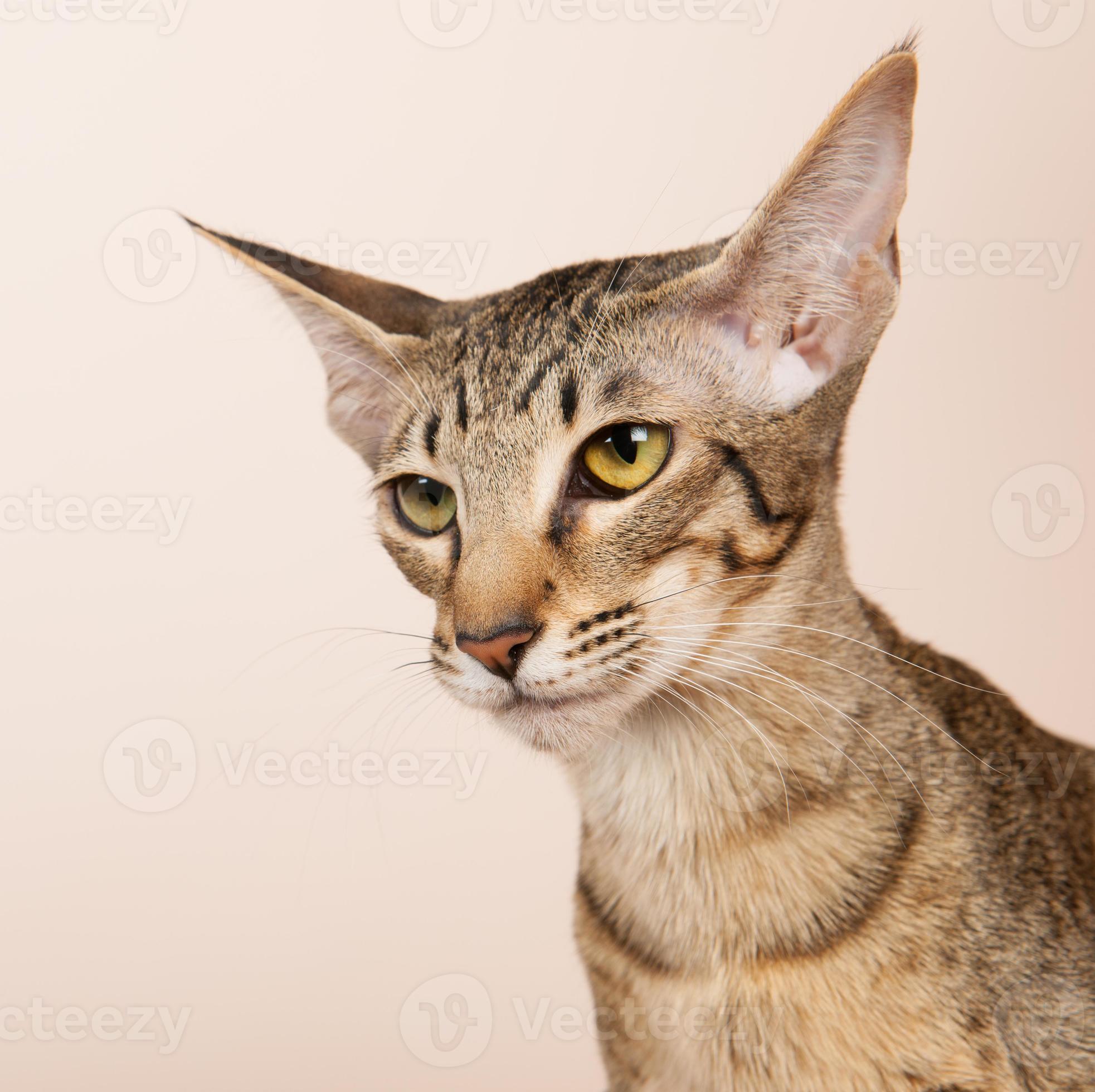 32+ Oriental shorthair austin Cat Images [HD]