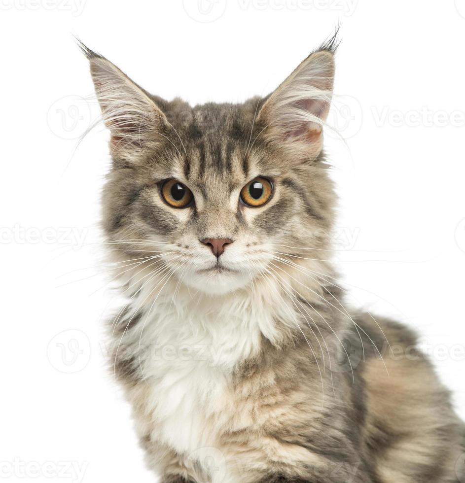 Close-up of a Maine Coon kitten, looking at the camera photo