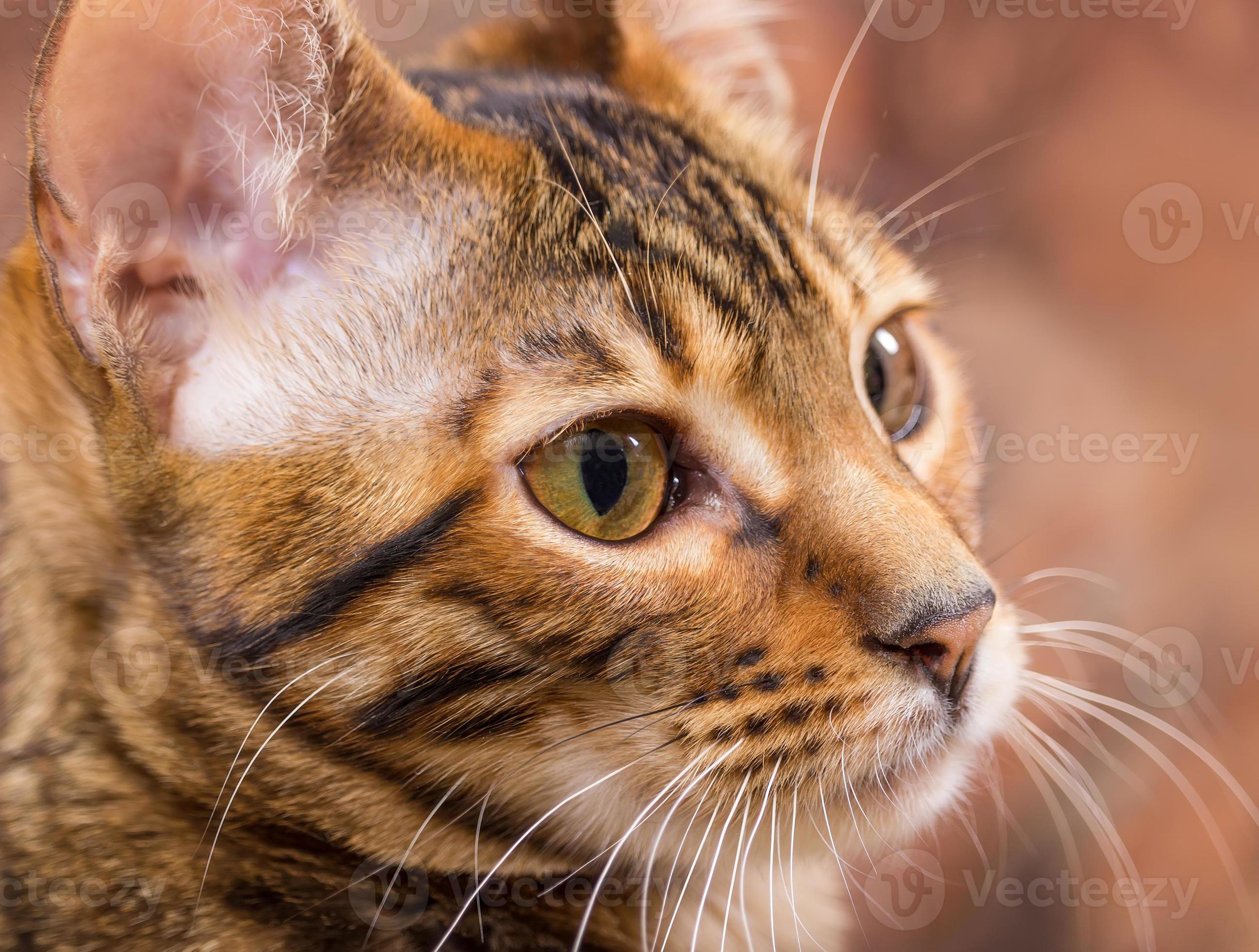 Portrait of brown mackerel tabby cat 705578 Stock Photo at Vecteezy
