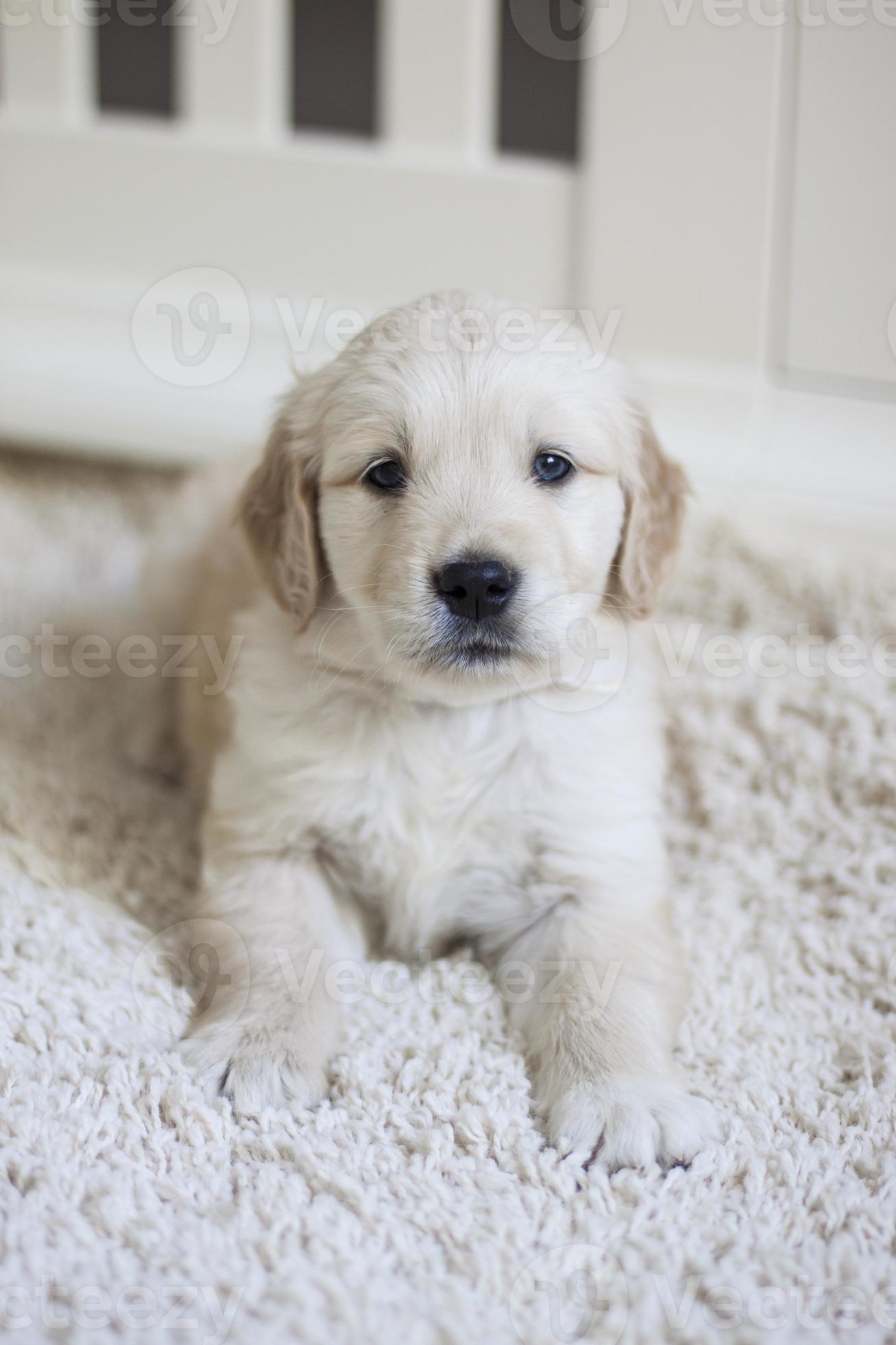 Golden Retriever Ingles En Una Guarderia Foto De Stock En Vecteezy