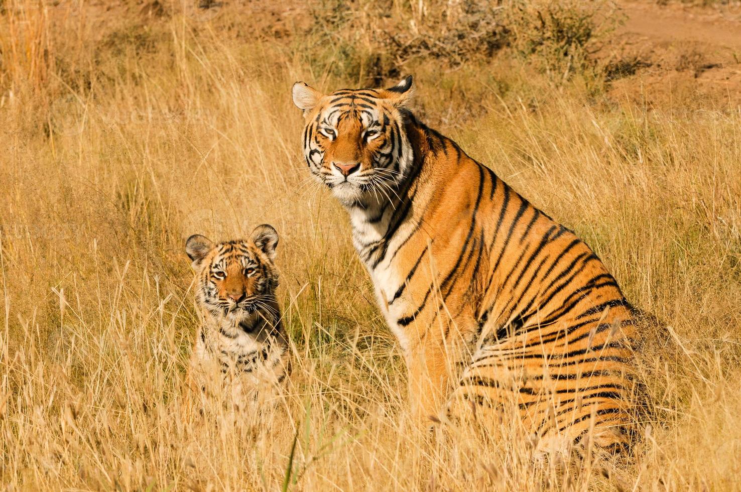 Tiger mother with her cub photo