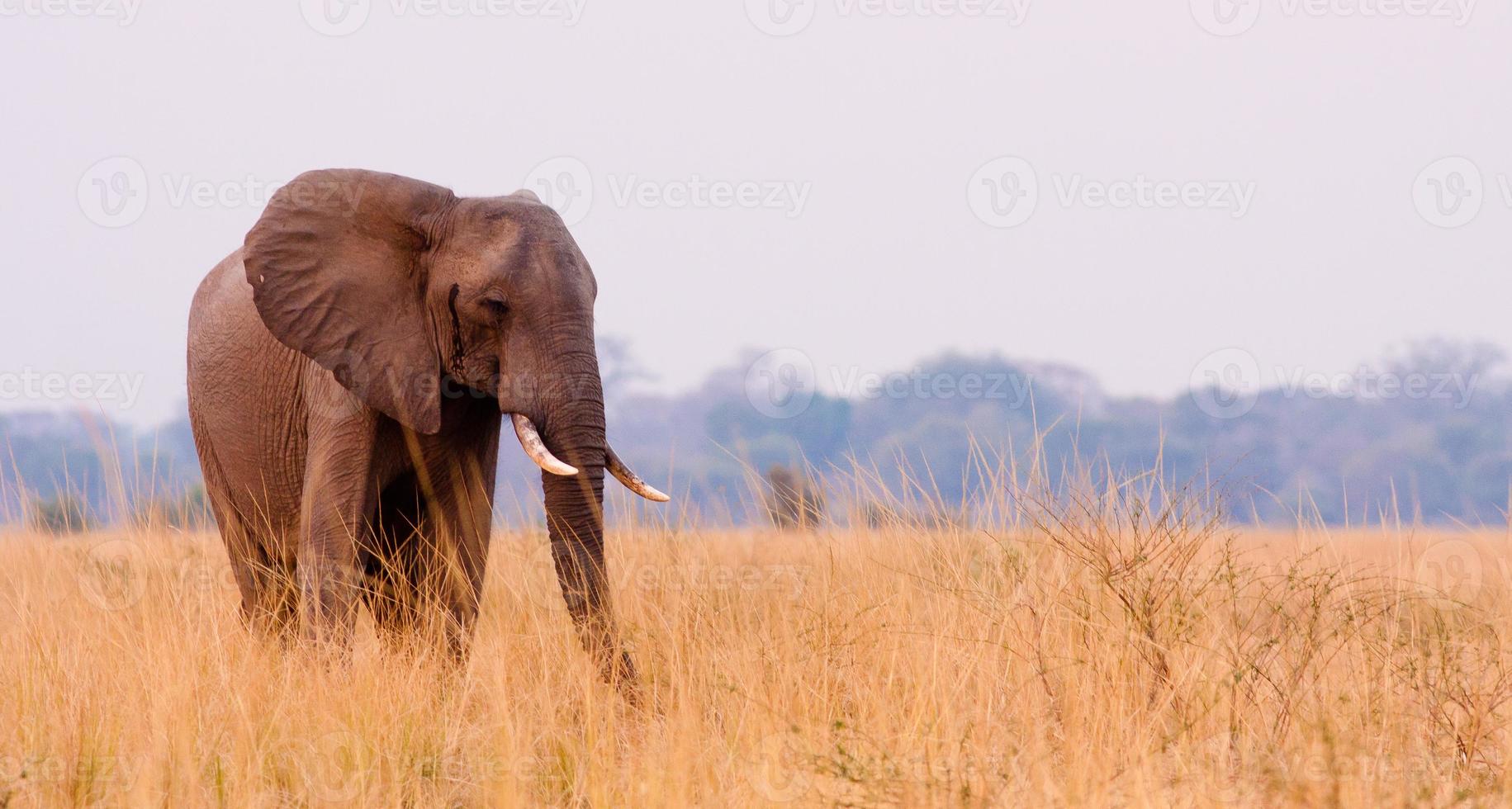Elephant in the grass photo