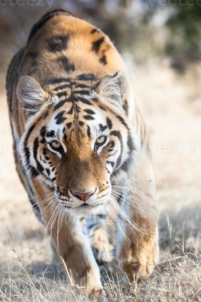 tiger attack photo