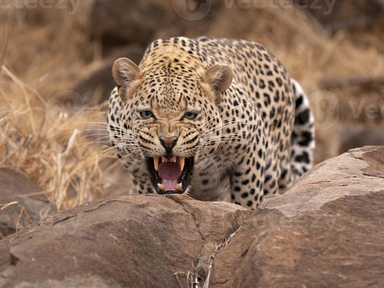 Leopard snarling (Panthera pardus) 705879 Stock Photo at Vecteezy