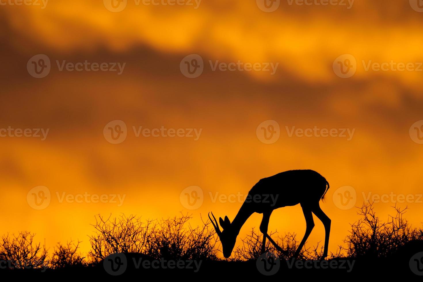 Springbok silhouette photo