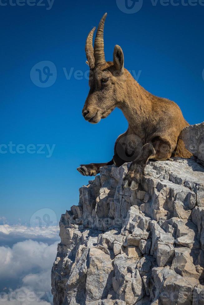 Ibex on the mountain photo