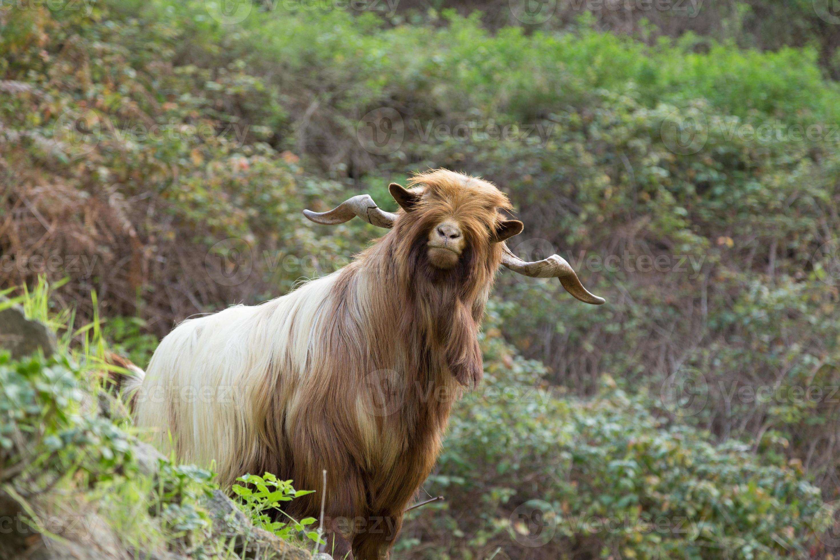 Long haired goat in La Gomera 705930 Stock Photo at Vecteezy