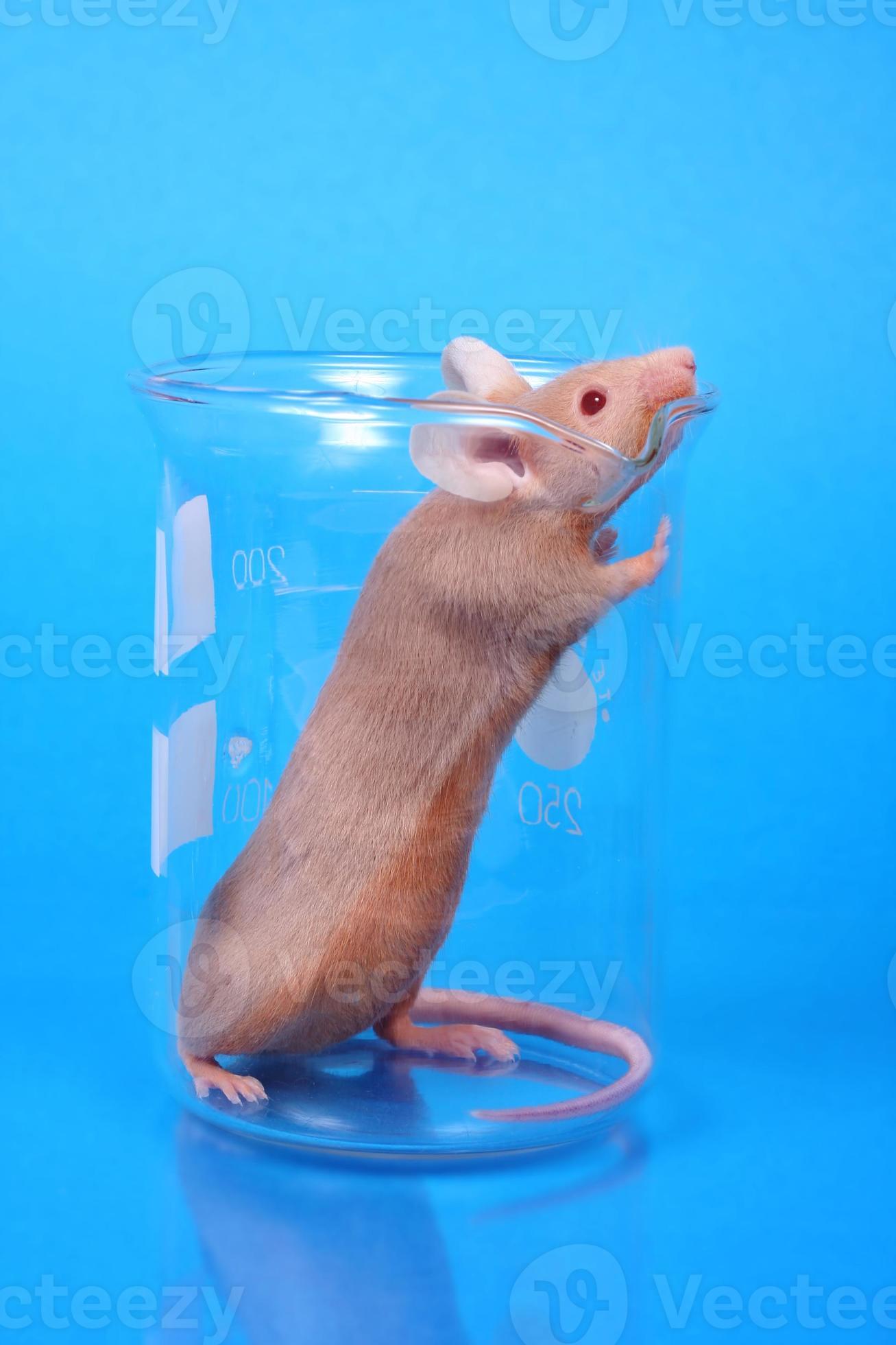 Laboratory mouse 705984 Stock Photo at Vecteezy