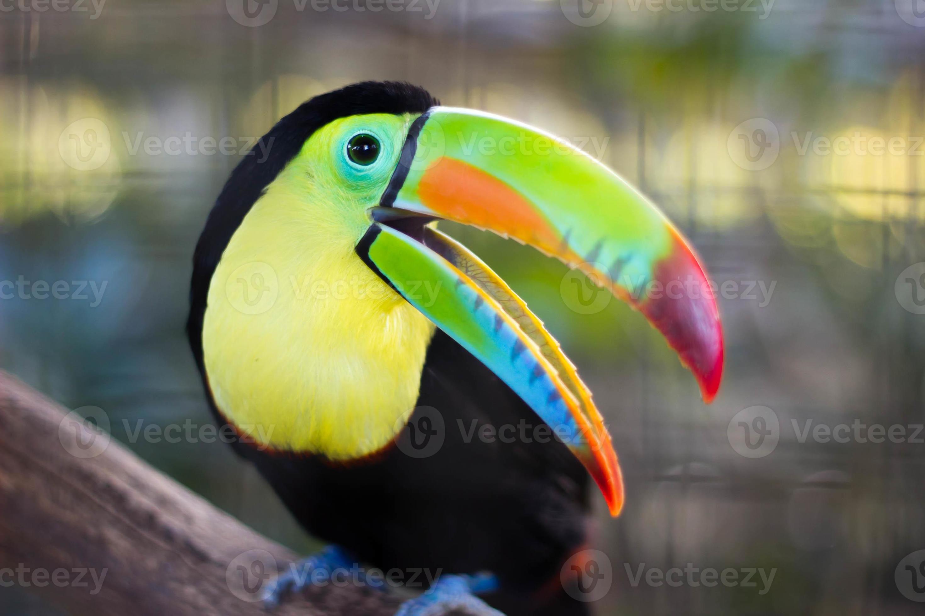 Colorful Toucan Stock Photo At Vecteezy