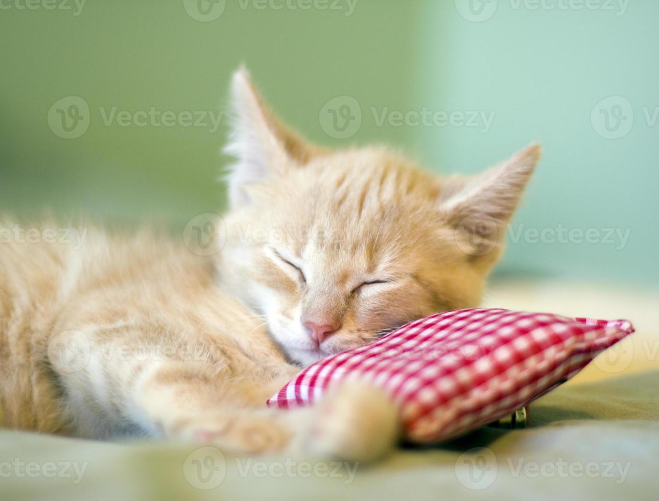 A baby cat taking a nap supported by a little pillow  photo