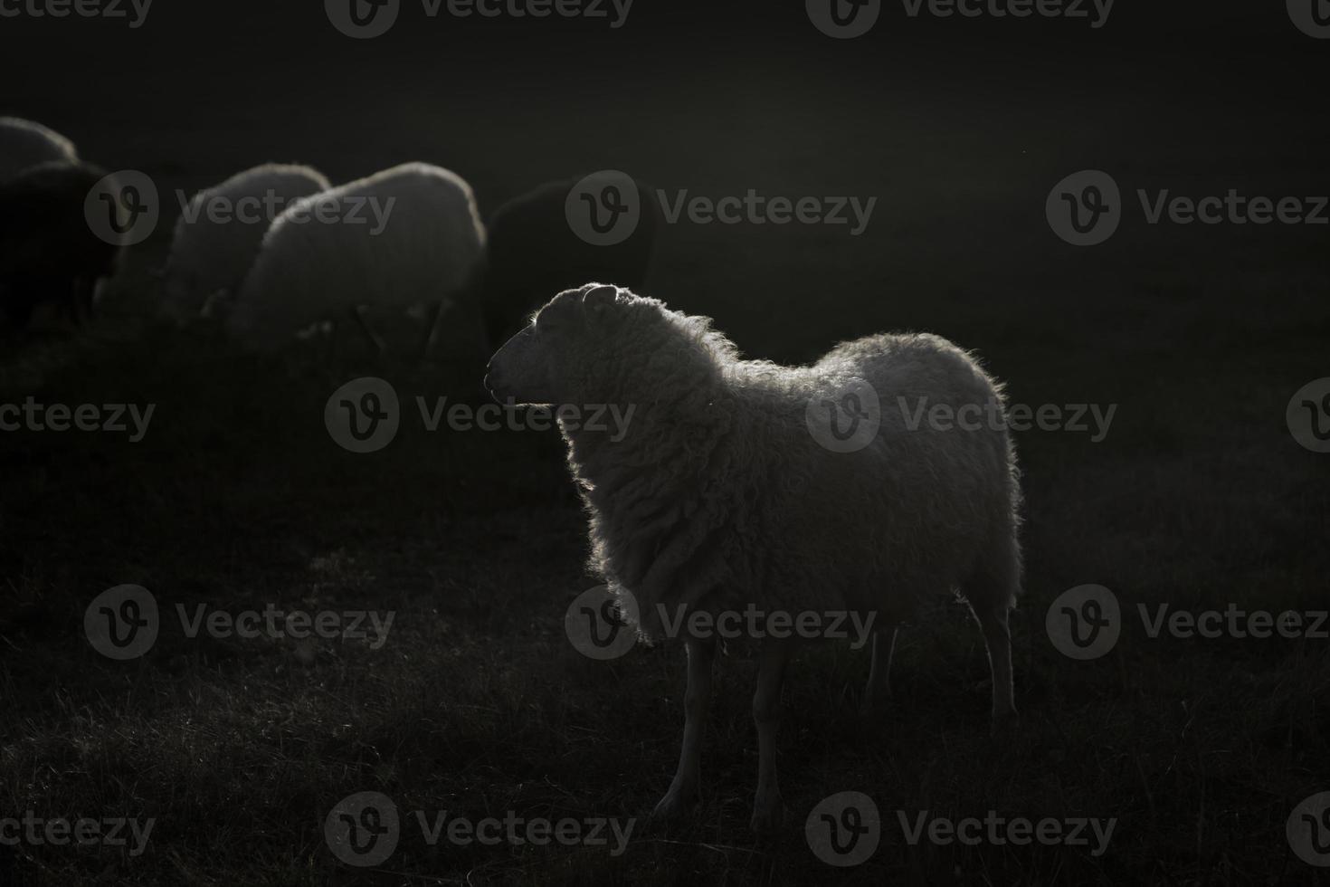 Back lit white sheep photo