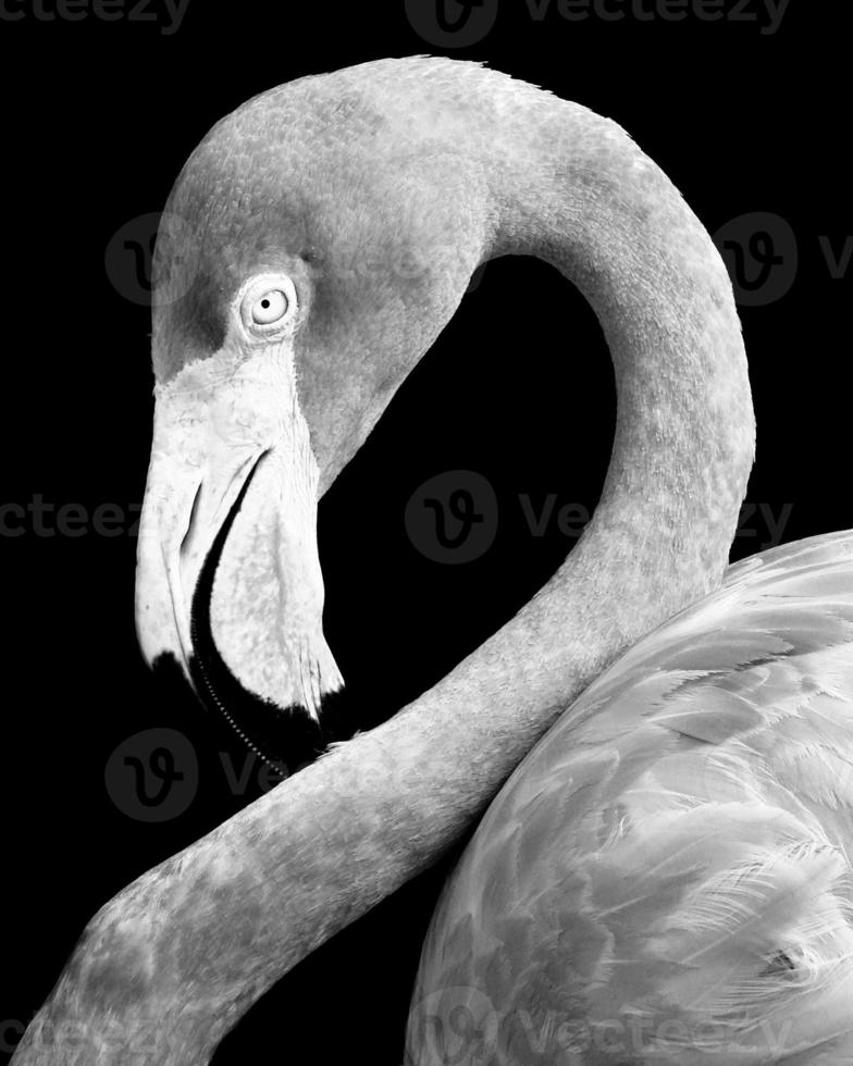 Close up of a flamingo photo