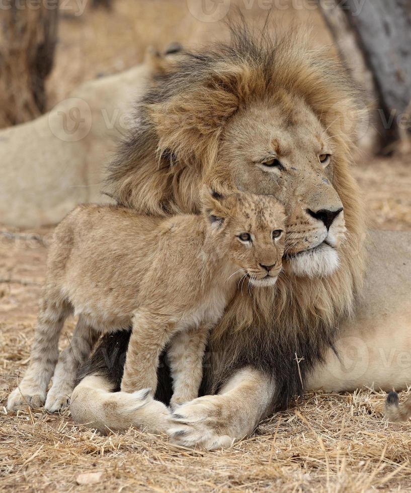 Adulto con bebé cachorro de león en Sudáfrica foto