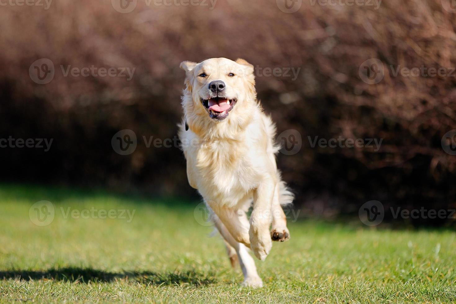 Running golden retriever 706280 Stock Photo at Vecteezy