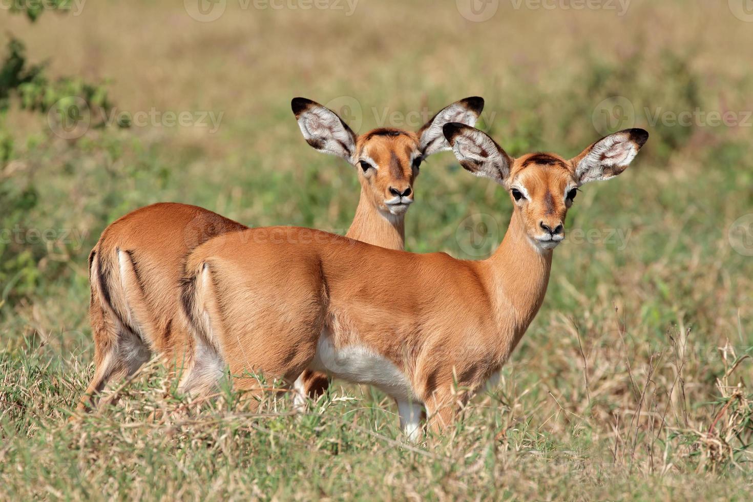 corderos de antílope impala foto