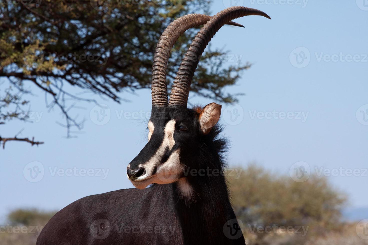 male sable antelope photo