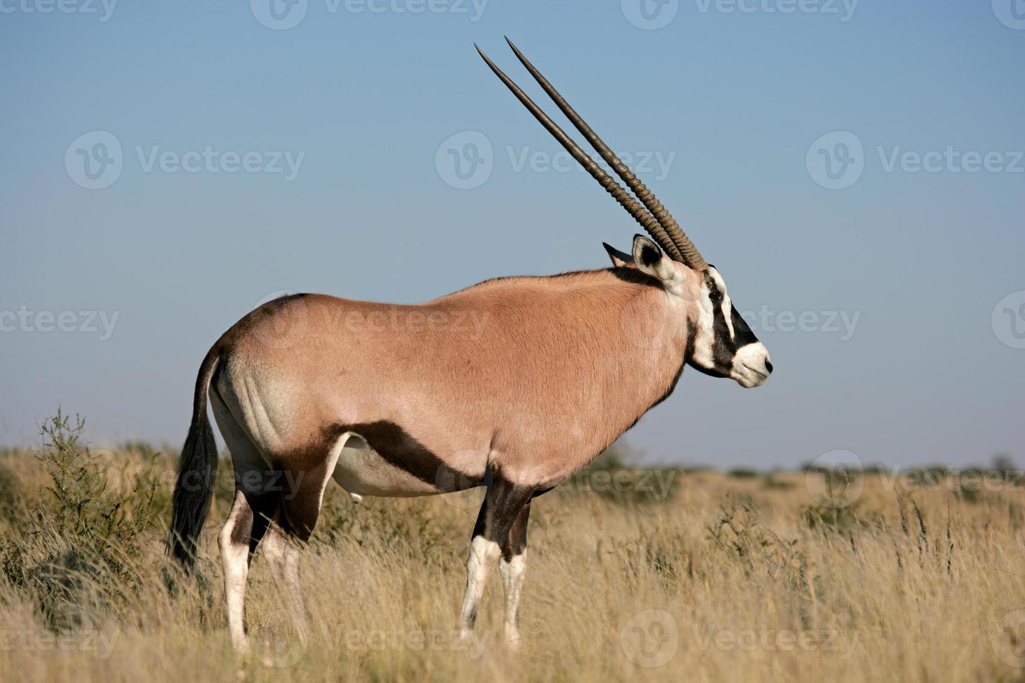 Gemsbok antelope photo