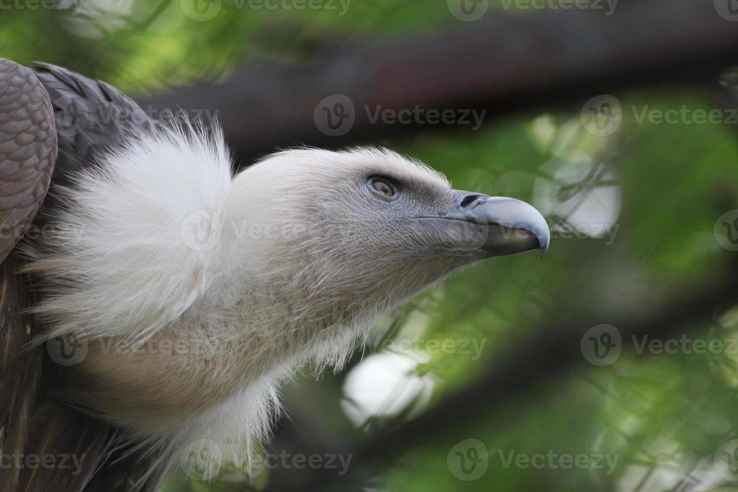 Griffon Vulture (Gyps fulvus) photo