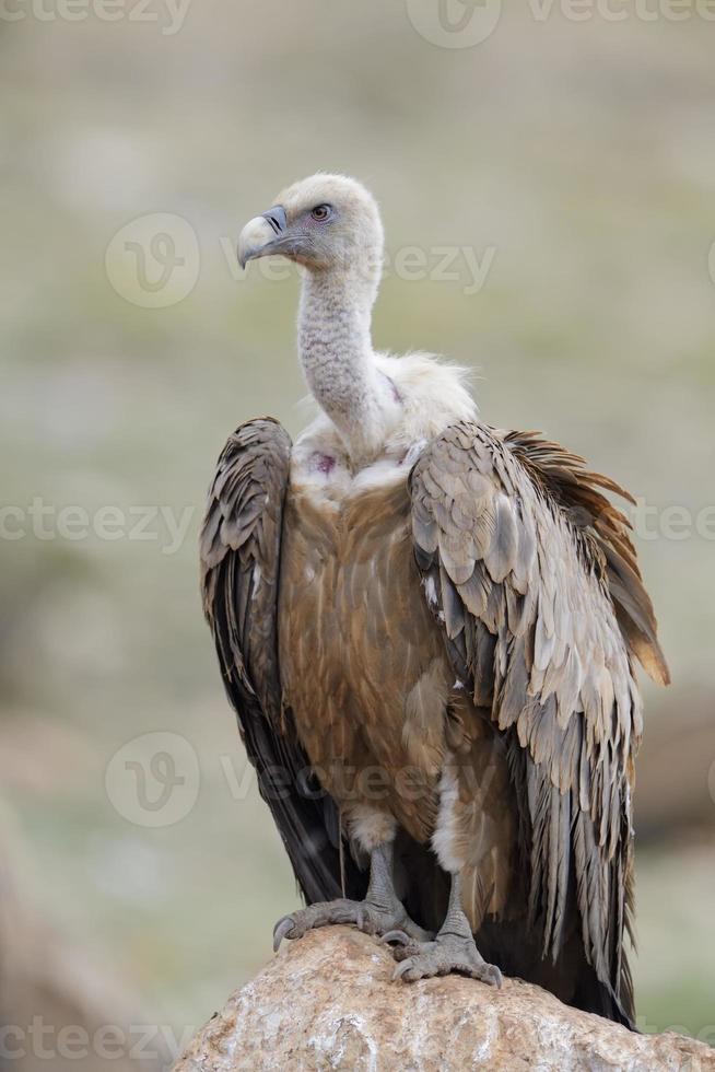 Griffon vulture standing on a rock. photo