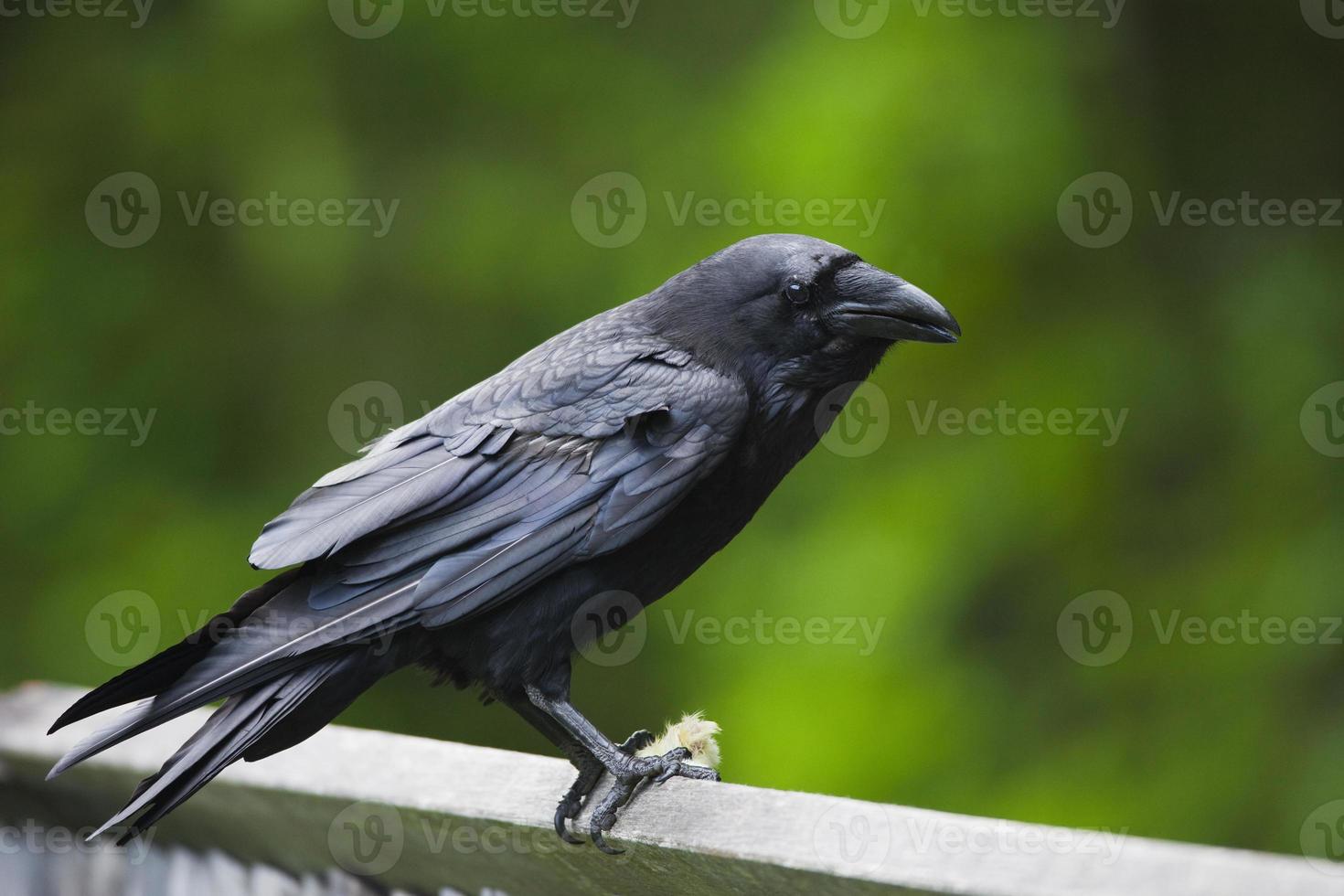 Raven on a fence photo