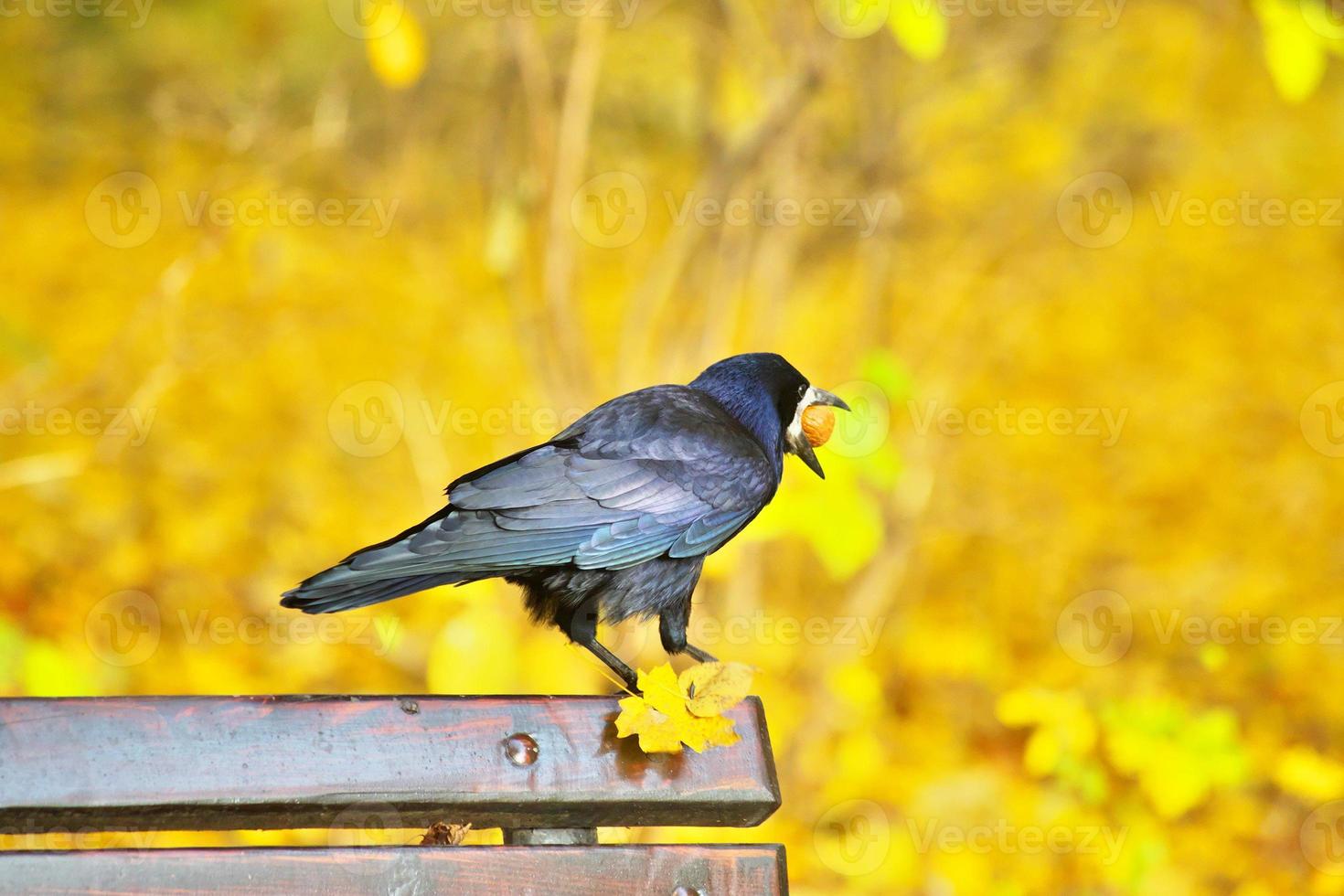 Black crow sitting on bench photo