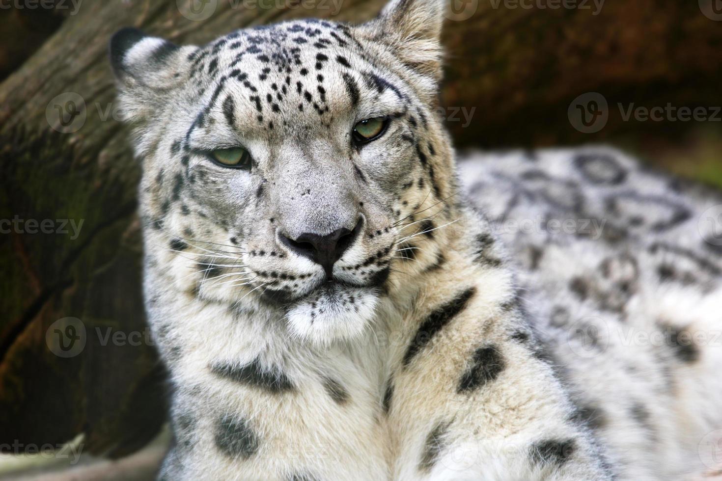 Snow Leopard photo